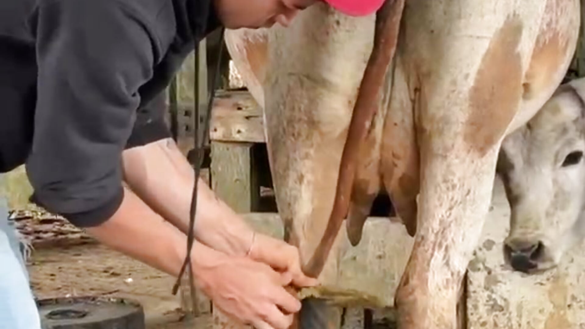 I like me 🐮 - video by DrakeCarter cam model