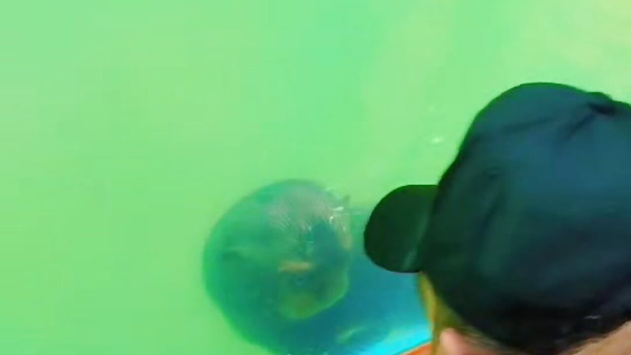 1000129295 - video by Gabosex18 cam model