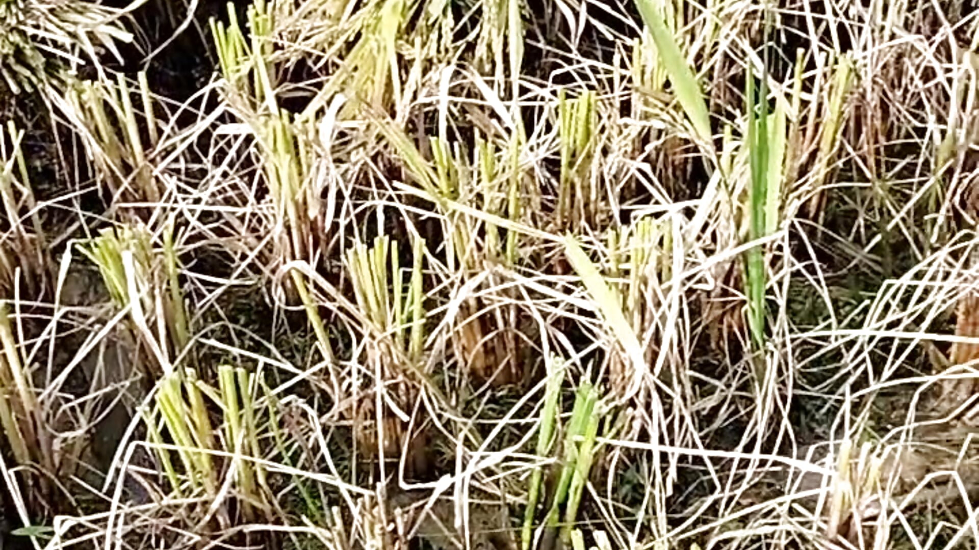 2025-09-07-075022987 - video oleh lia-coy kamera model