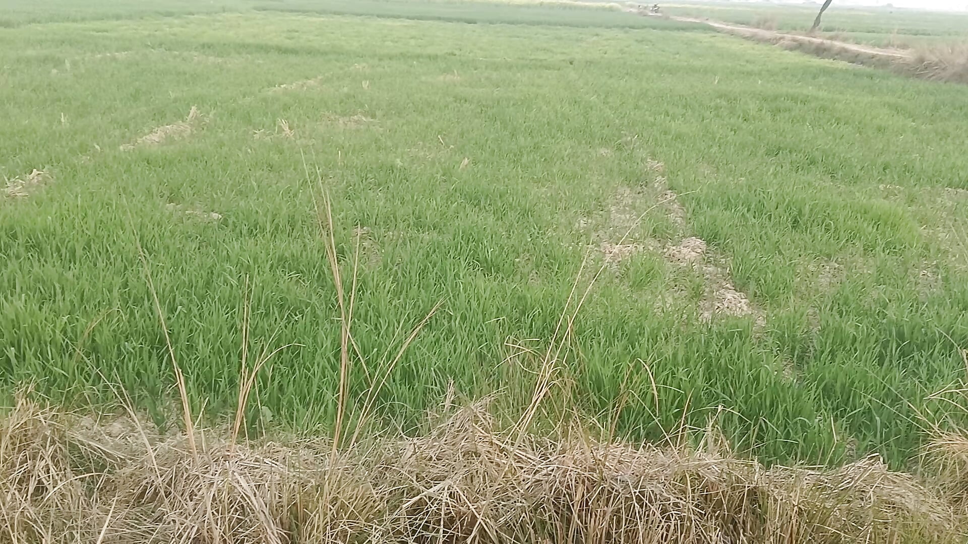 1000032131 – video od webkamerové modelky SoloBabeji