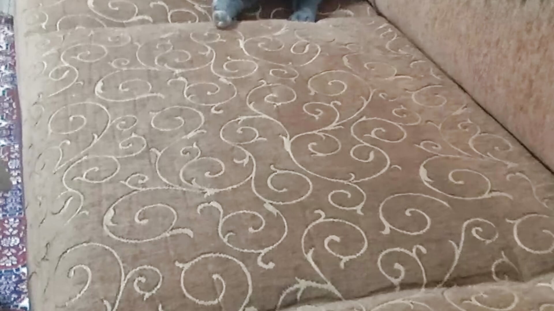 1000233766 - vídeo de la modelo de cam Playman_19