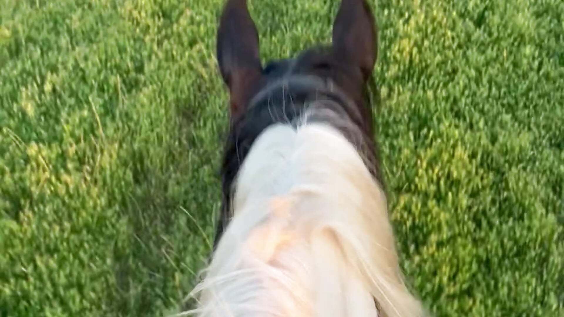 Horse walk - vídeo de la modelo de cam Elia_Peonia