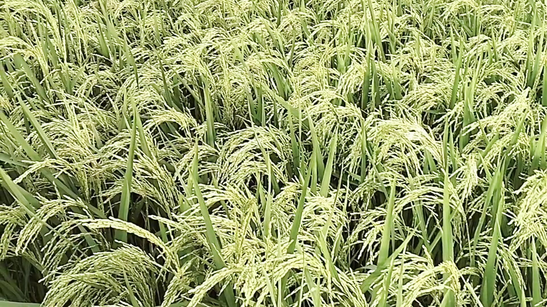 VID20250827172235 - video của người mẫu cam Reina_Fcup01