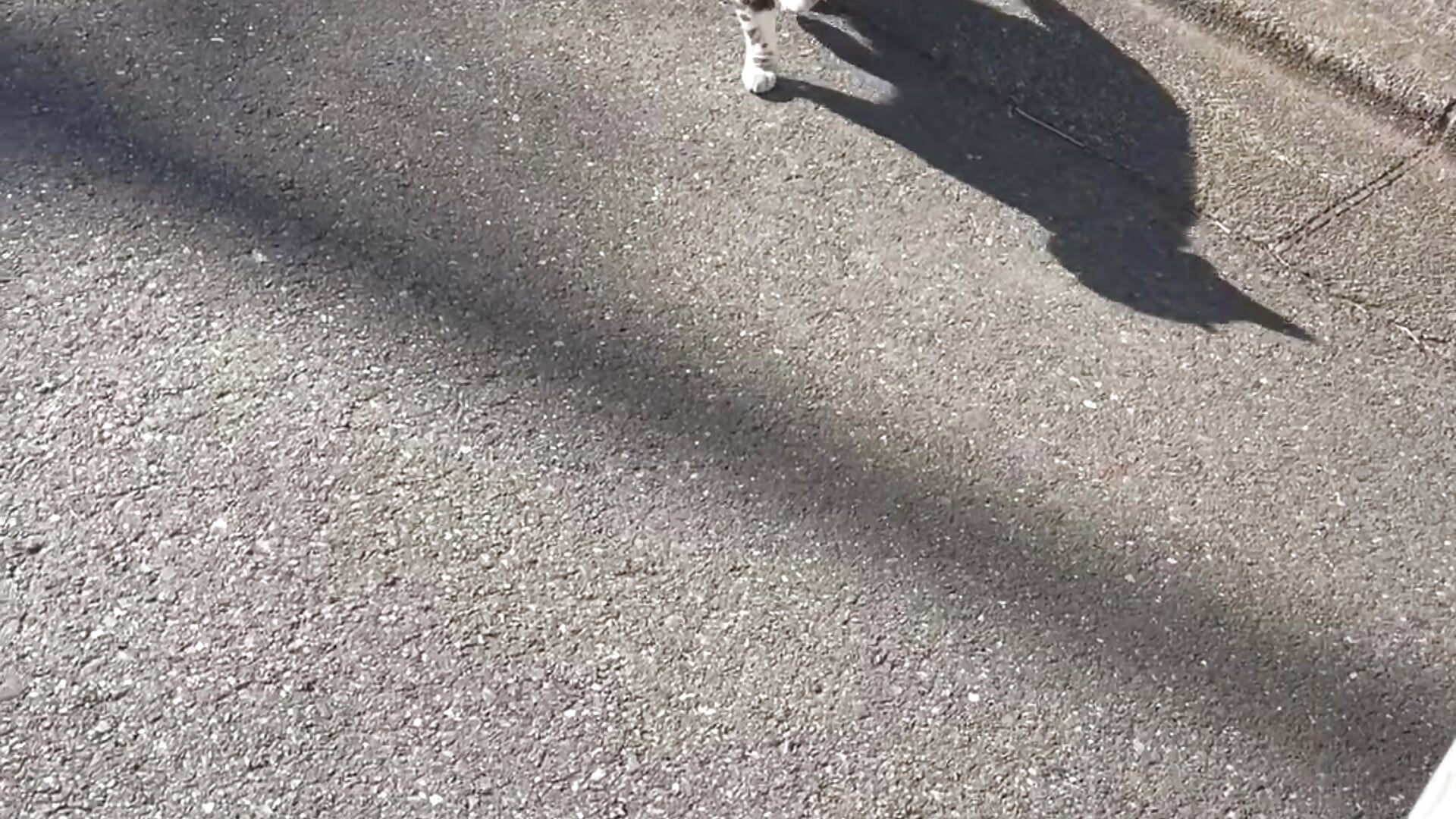 IMG_3932 – video af pizza_pa cam-model