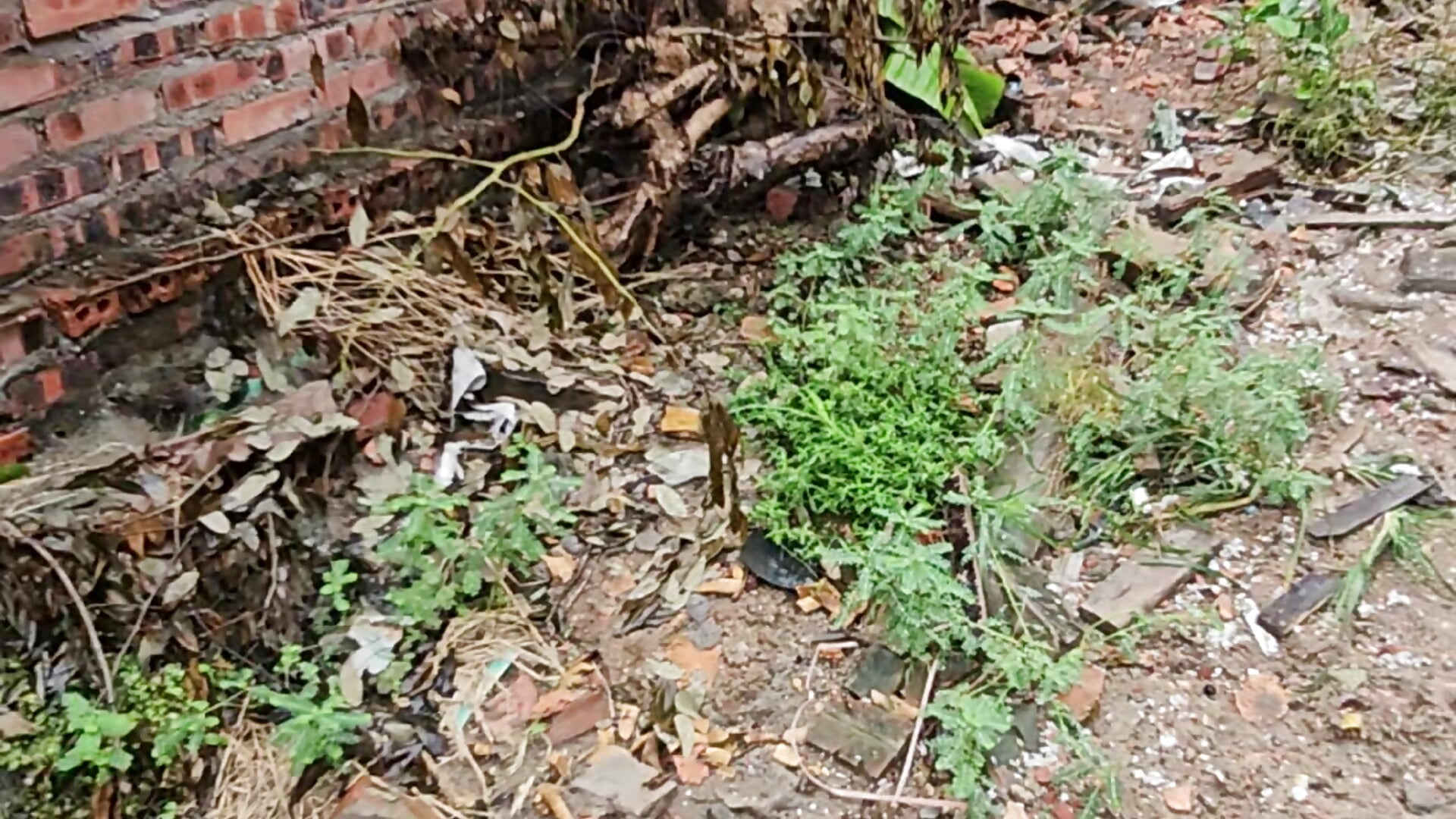 20251031_085044 - ChimNungg adlı kamera modelinin videosu