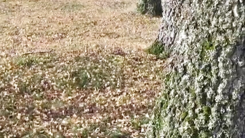 1000020850 - vídeo de eva_luz modelo de câmara