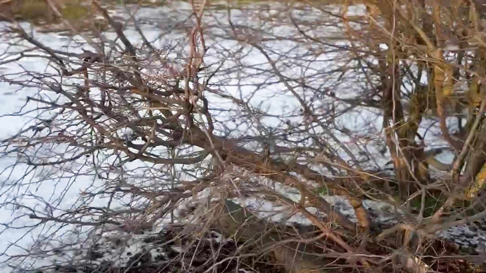 IMG_1977 - video van Crystal_Nuts cam-model