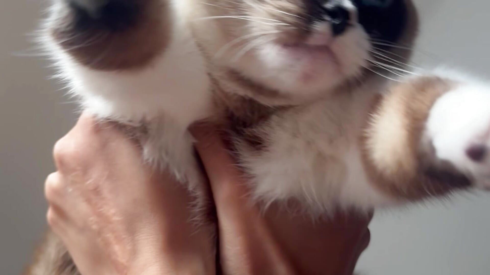 My baby cat❤️ - video by Isalove99 cam model