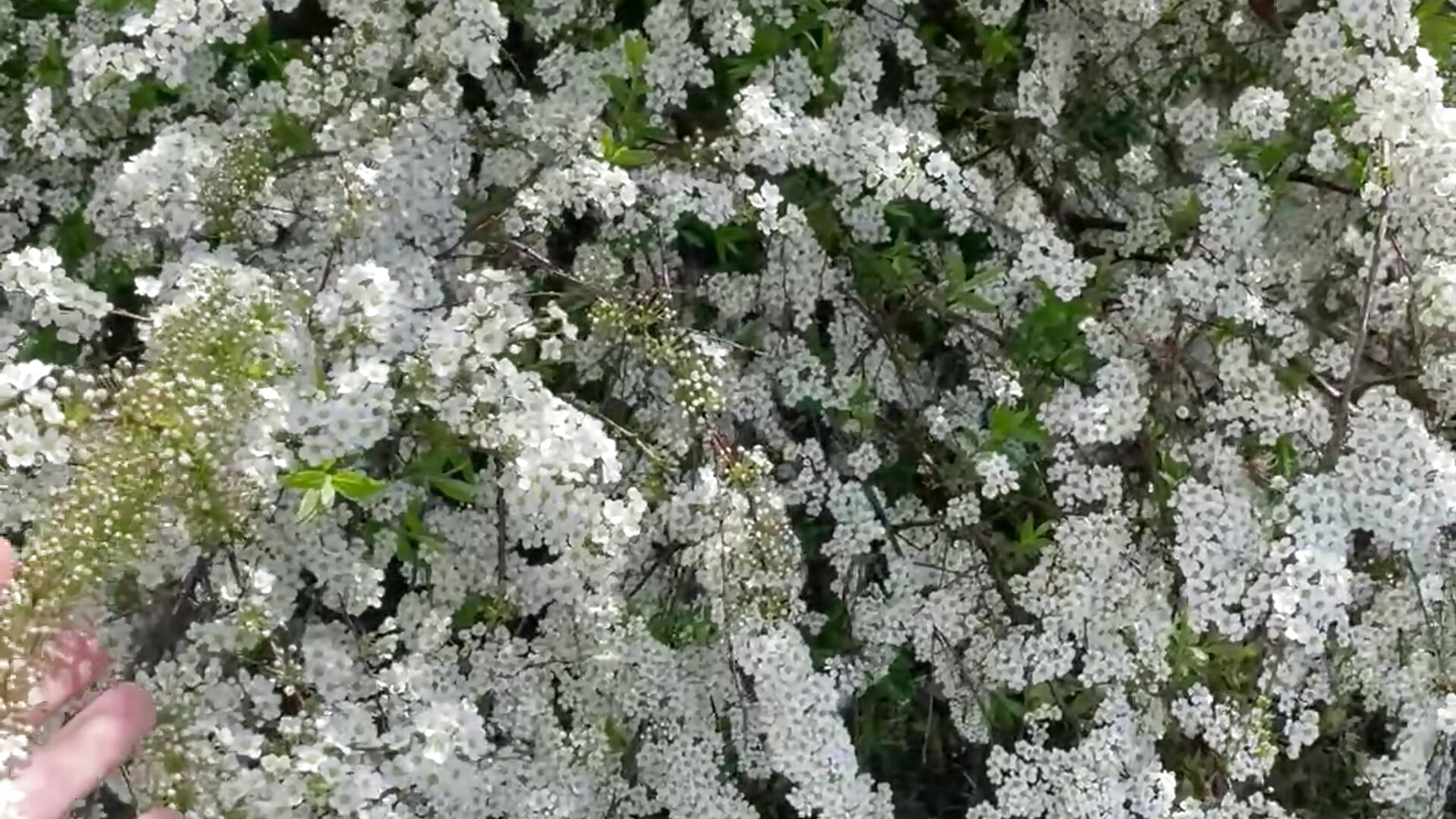 I love nature<3 - video av JuliaLovely cam model