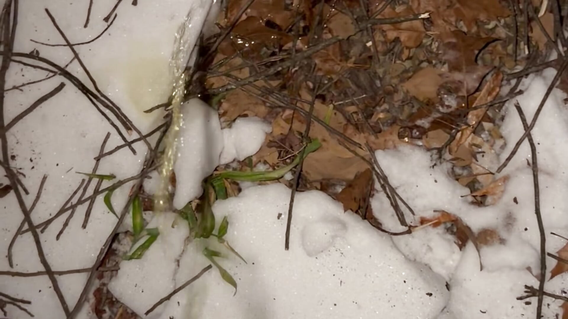 Orinando/pees - วิดีโอโดย yolanda339 โมเดลแคม