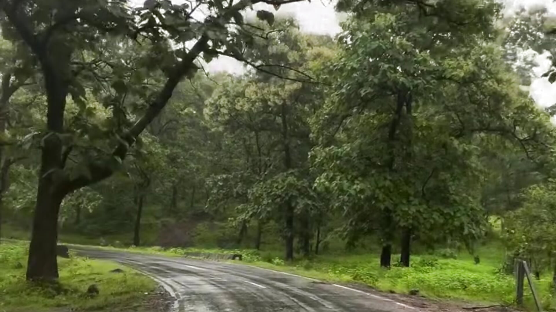 @road_to_nature___ - video oleh model kamera dashuu14