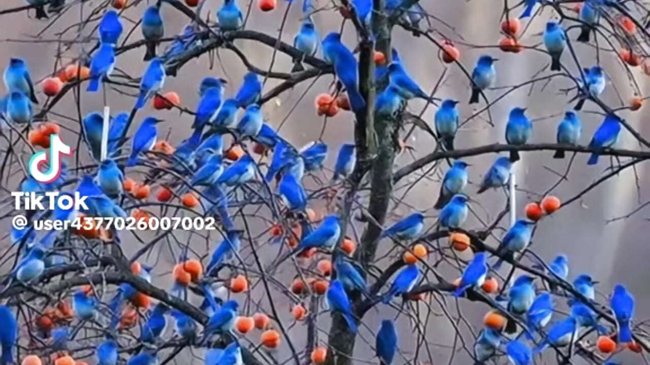 11798 - Rotna_begum 캠 모델의 동영상