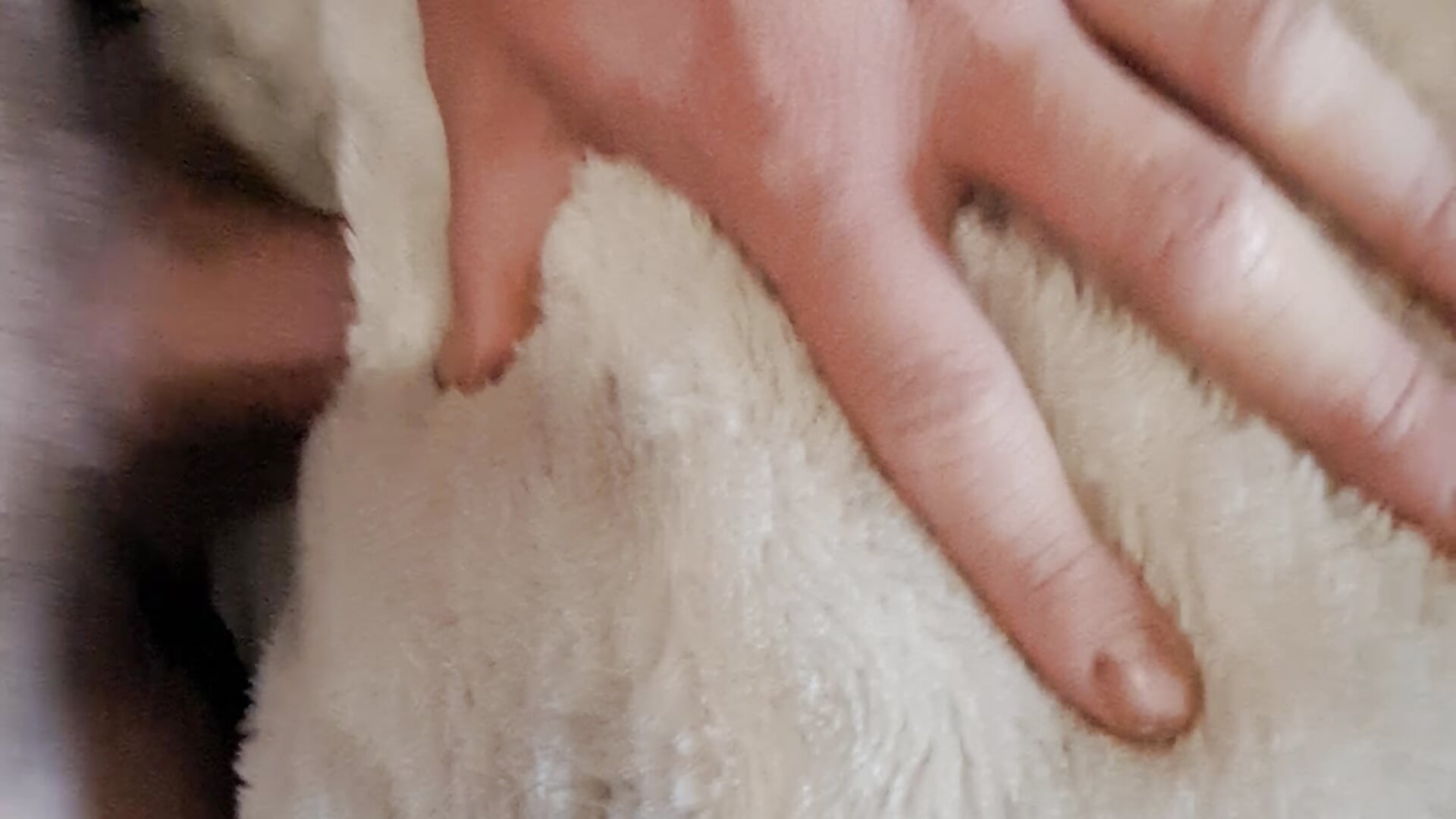 A spicy fuck session with Pillow talk, I'm raining cum on the sheets!🍆💦💦💦 - video by MightyMax20 cam model