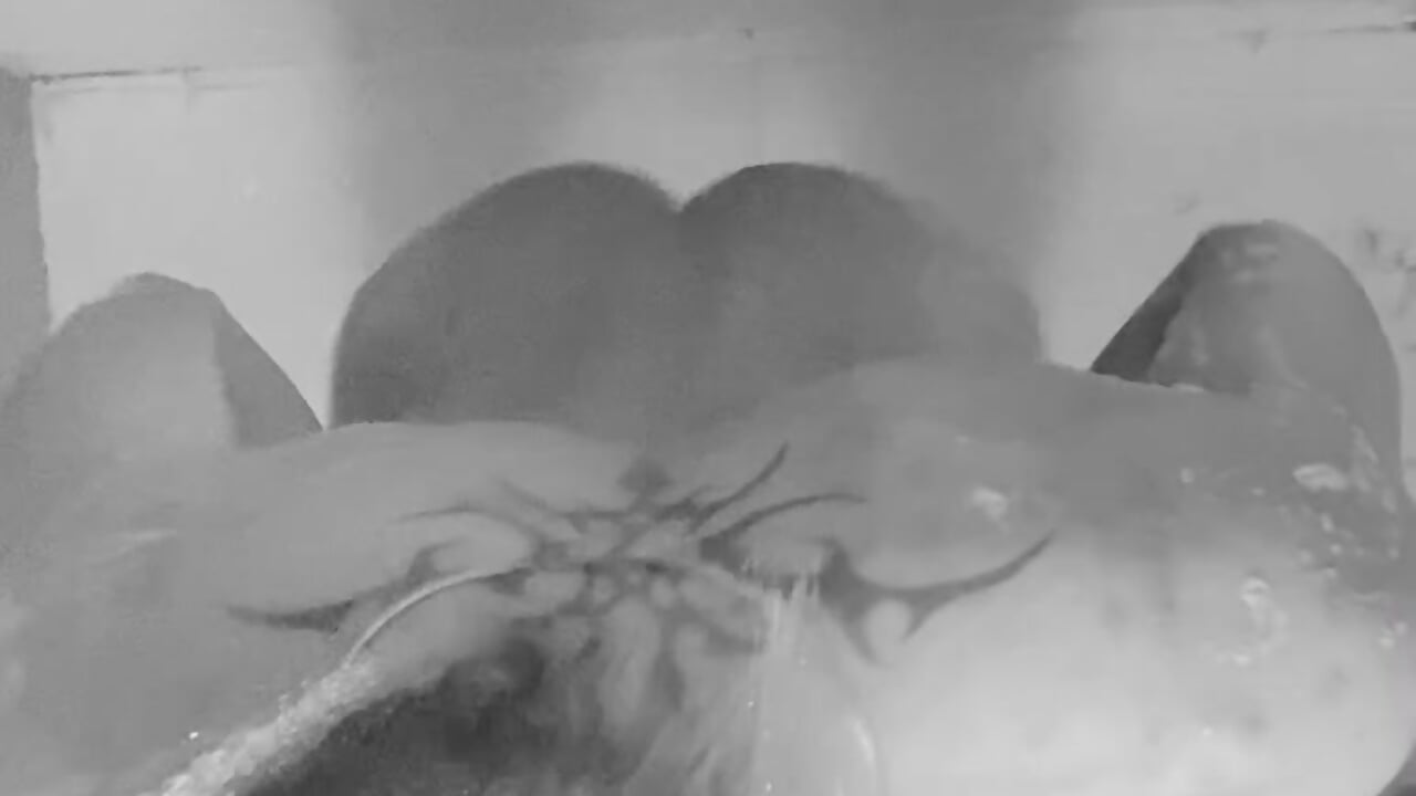 Visael_Xavier - Cam Model Trending Video 1694