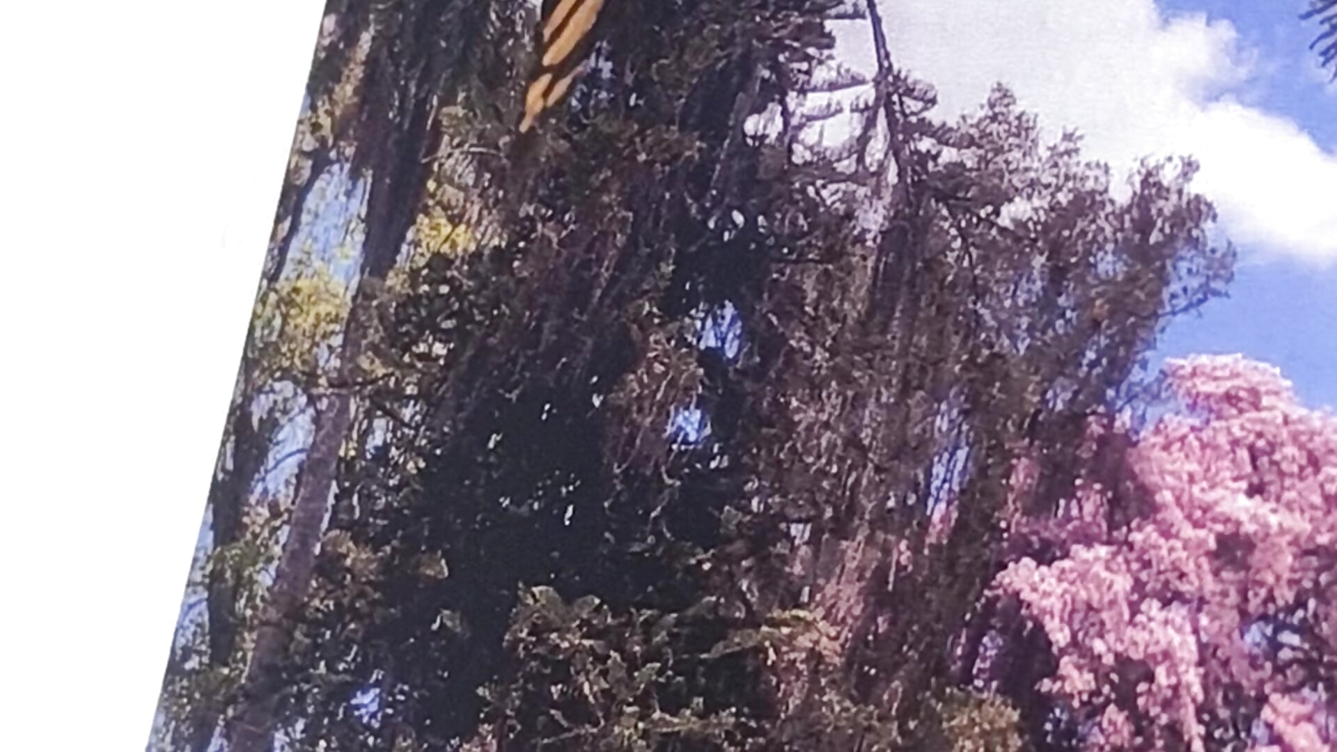 I love butterflies ❤️ - AlexaFoxx_ adlı kamera modelinin videosu