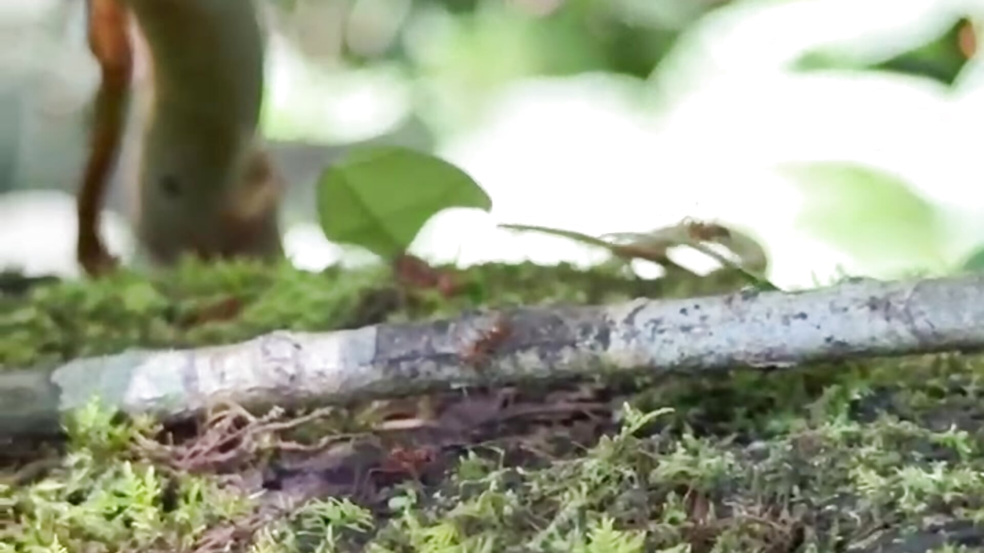 Ants working as a team 🌳☀️– AlexaFoxx_ kameramodell videója