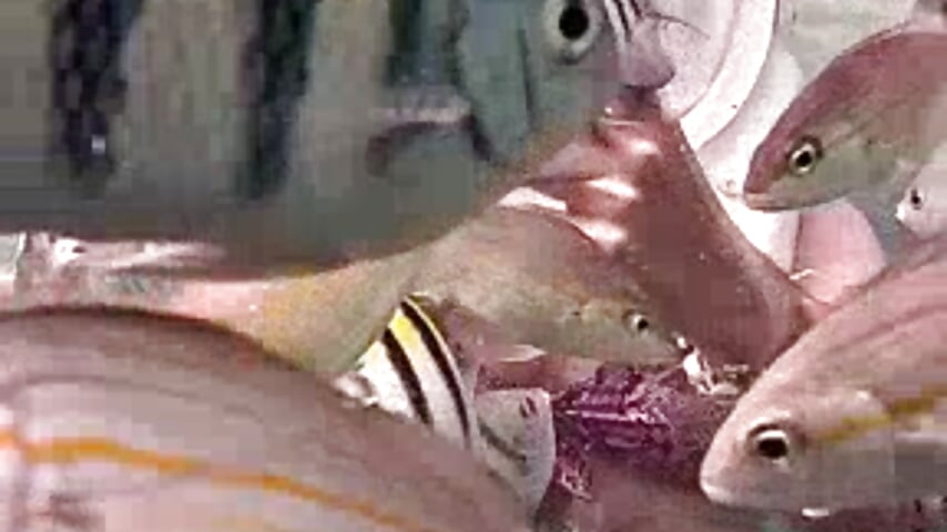 Enjoying my life 😄🧬 - video của người mẫu cam Sharma_Amayra