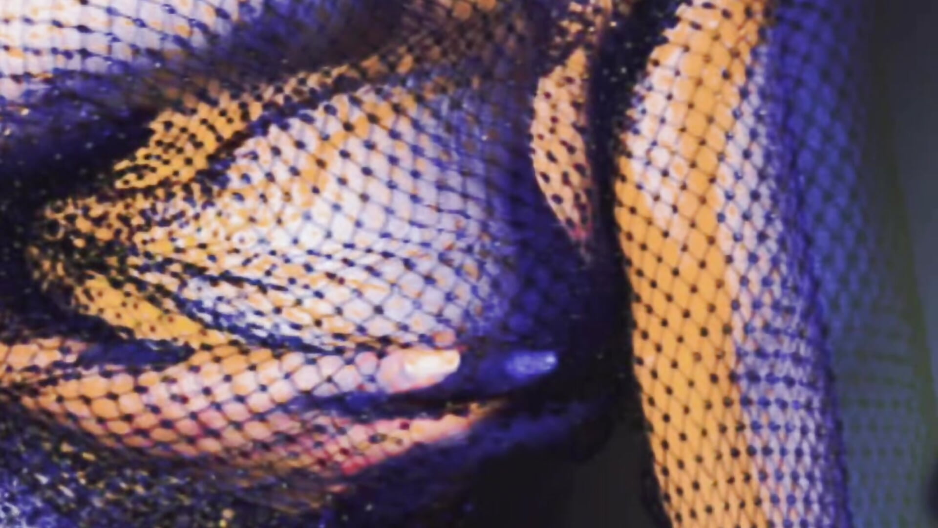 ❤️‍🔥 - video di IrisBlair modella di cam