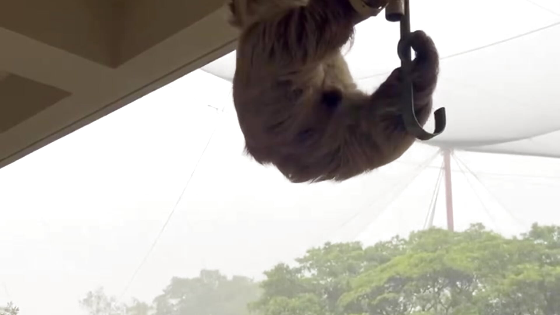 なまけもの - βίντεο μοντέλου Ranma_ch