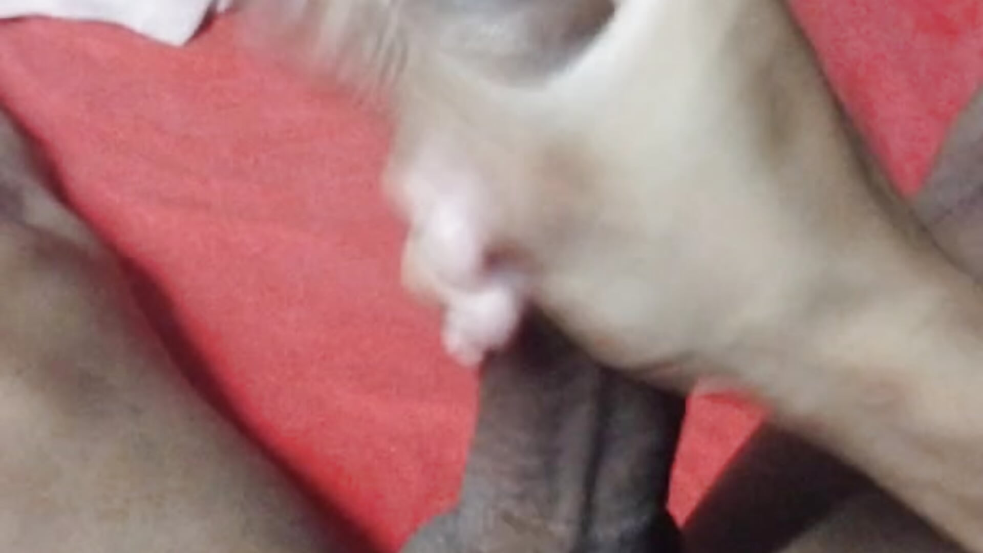 Venha conferir 😋🔥💦 - vídeo de la modelo de cam Jmartinss69