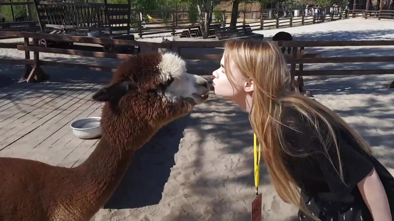 A very cute alpaca video - video by AmyNox cam model