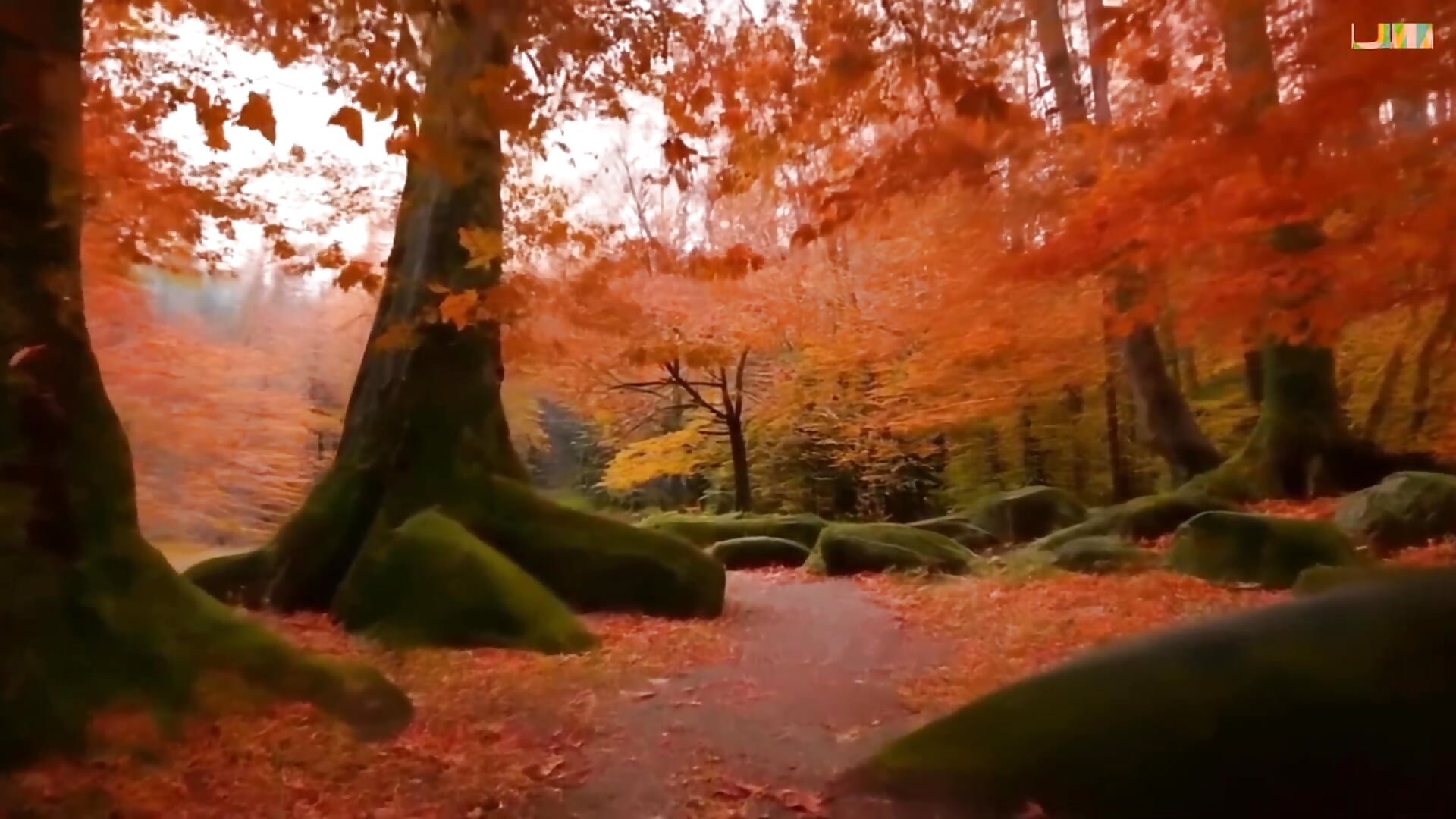 beautiful autumn - vídeo de EvaTallor modelo de câmara