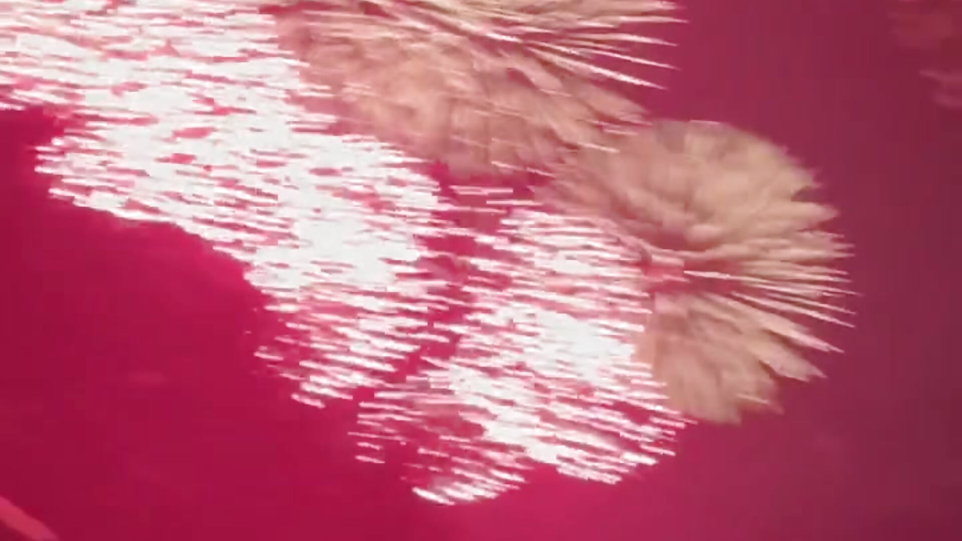 DCE183C725A8AAF8D13E91236C5FC6479801BF33 - วิดีโอโดย nea_nighty777 โมเดลแคม