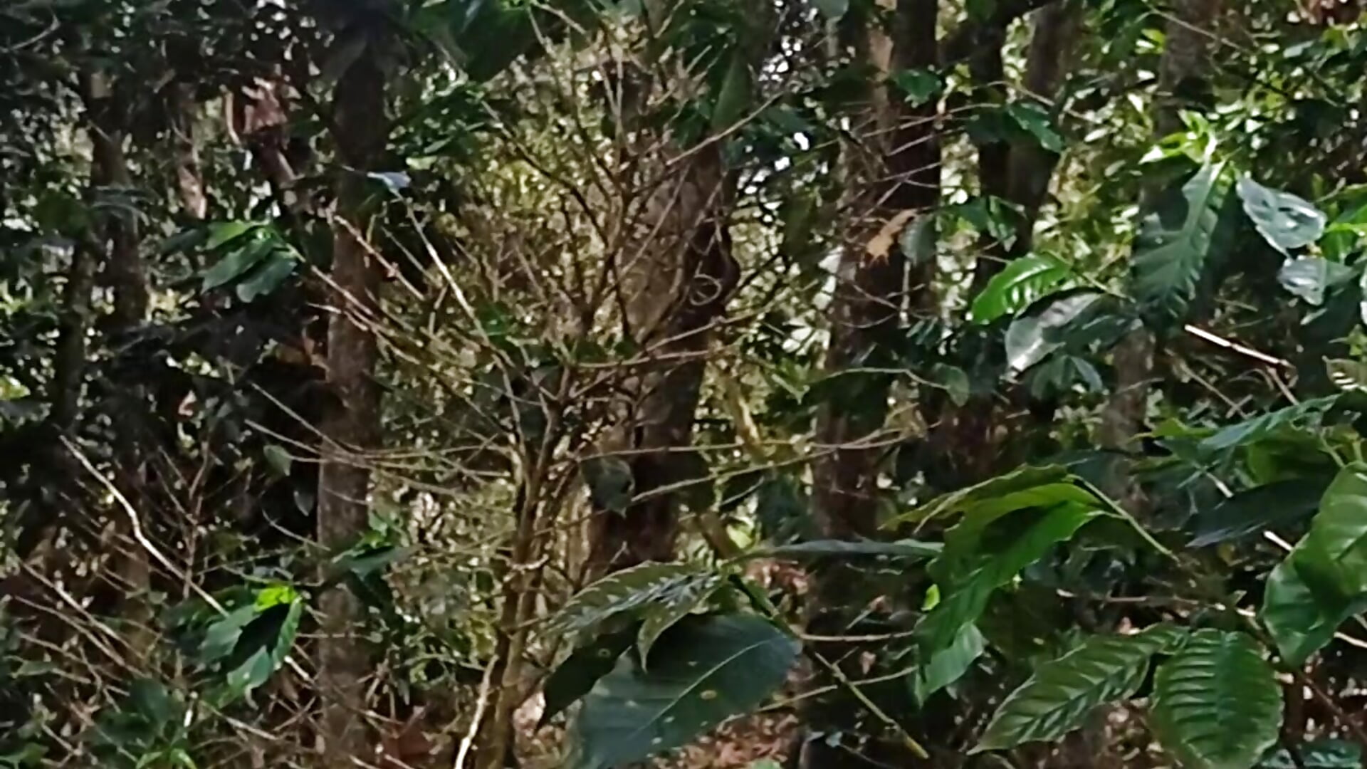 Naturaleza - clip cu AlejoJoven model videochat