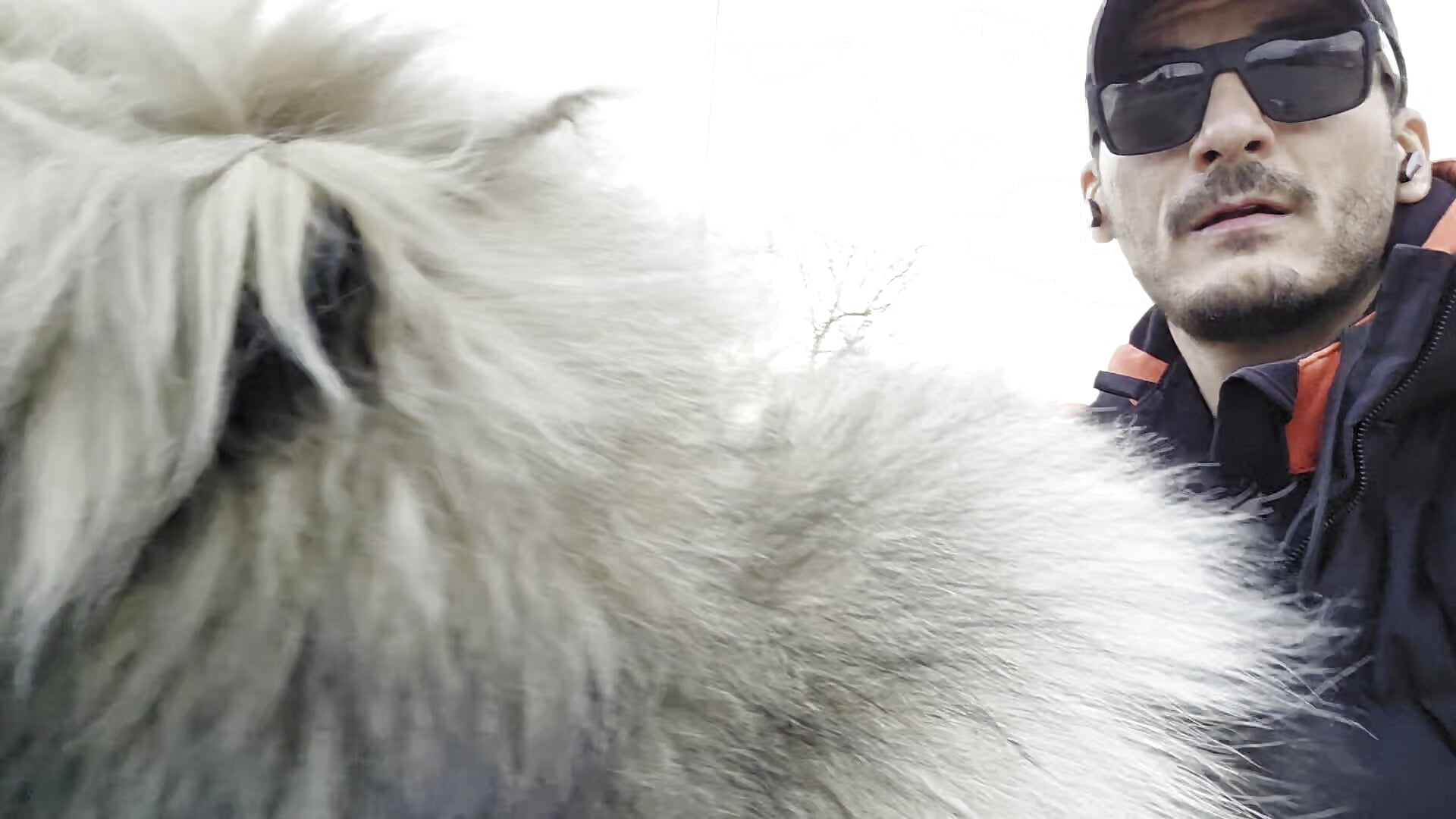 Perro loco - Vídeo de AestusFera, modelo de vídeos