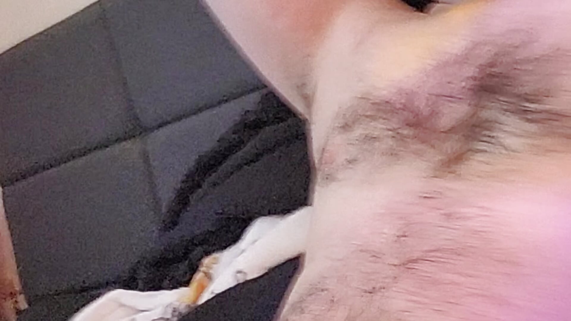 You wanted to see it on me?.... - vidéo du modèle de showcams ApexPuppy