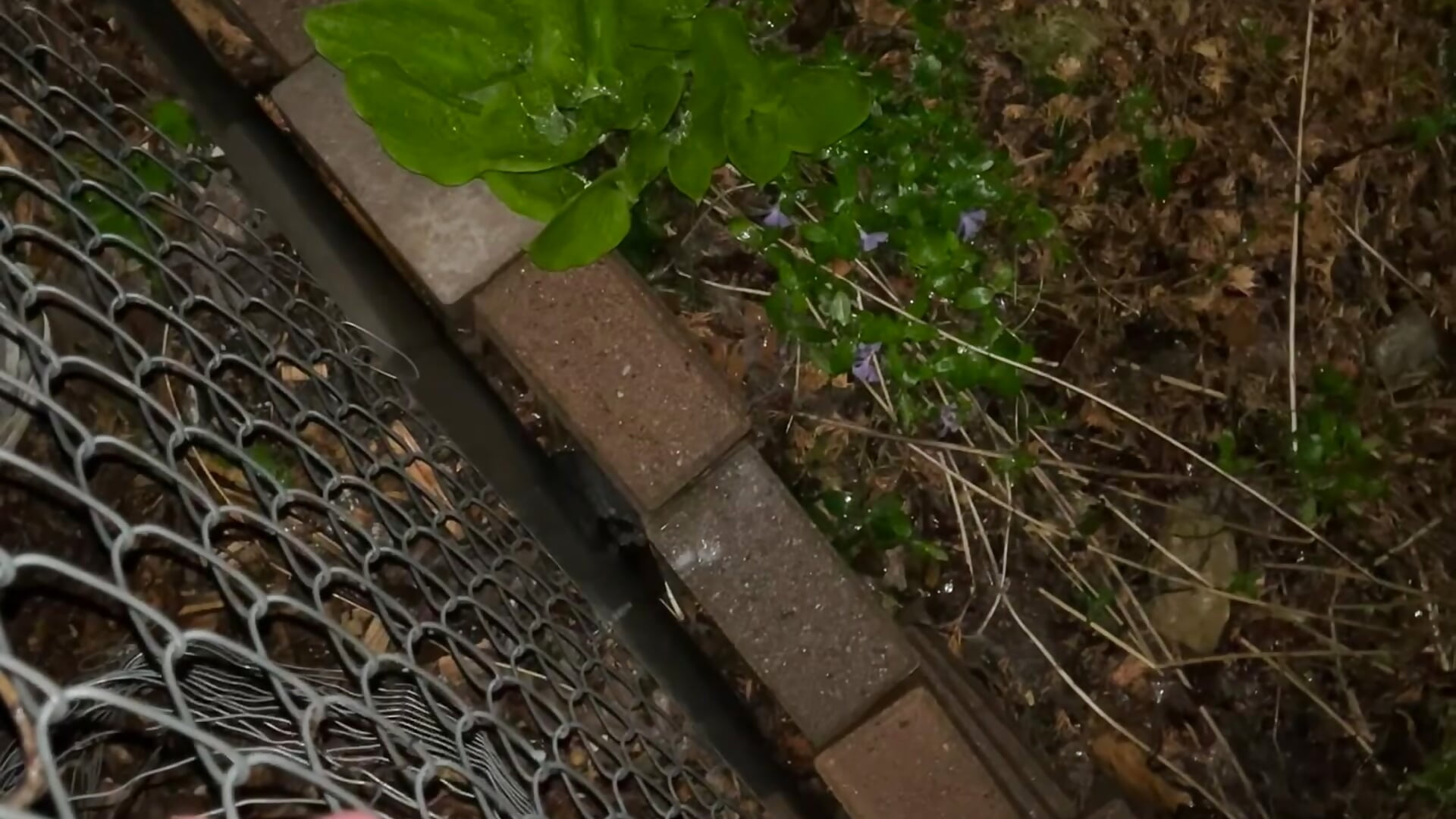 snuck out and came outside - video DLcollegeroomatesneedcash kameramallilta