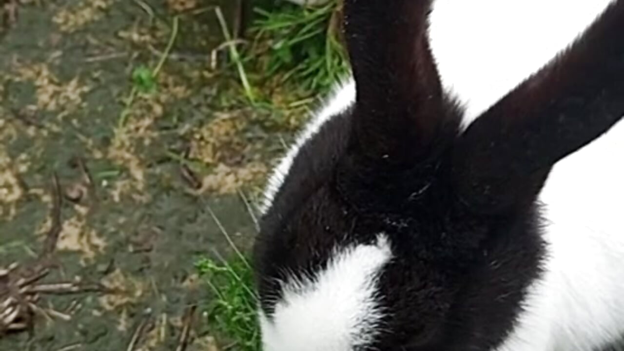 AnimalPlanetxxx - video by MarkedAdvance60