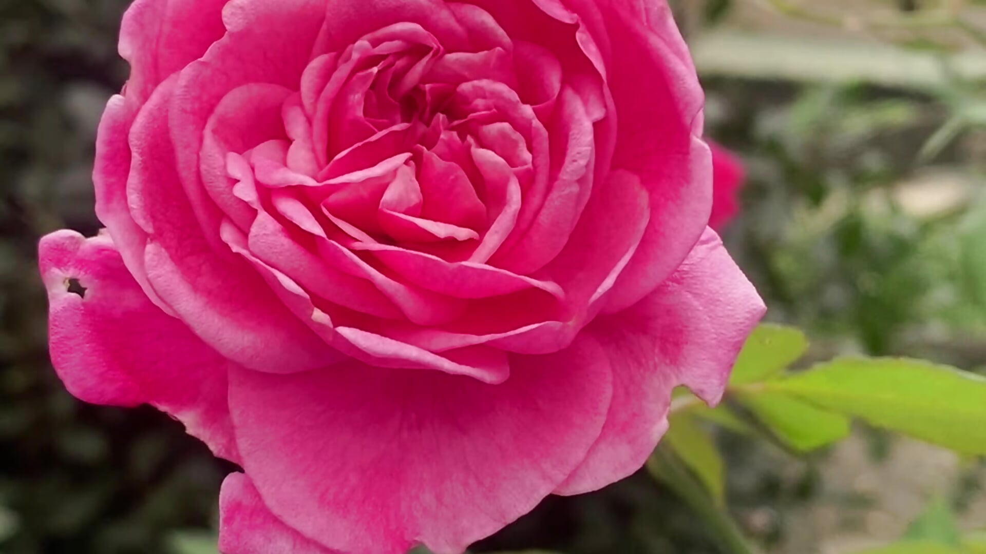 Love - video của người mẫu cam hotgrilsex