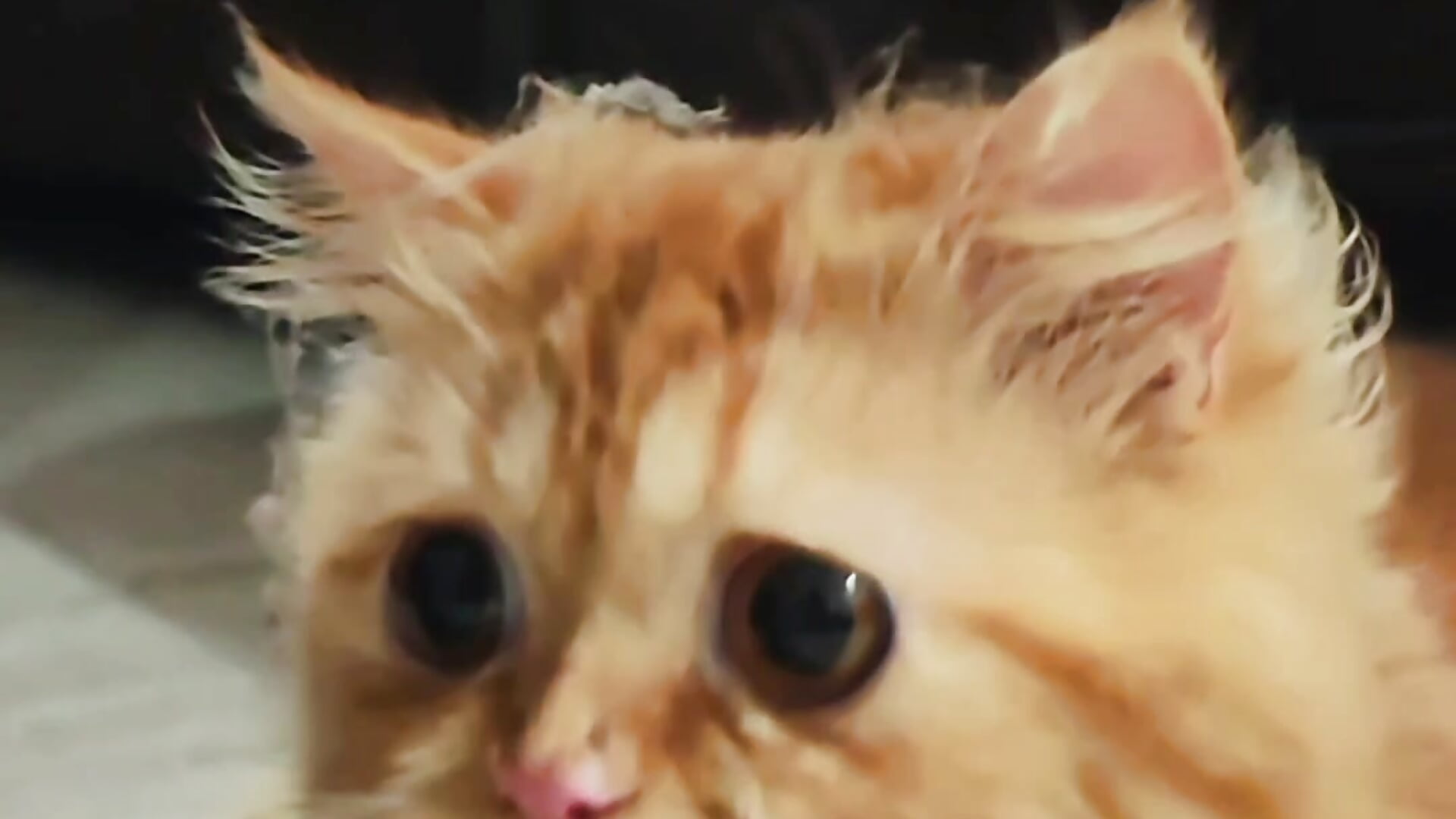 My billu❤️ - rango_licker adlı kamera modelinin videosu