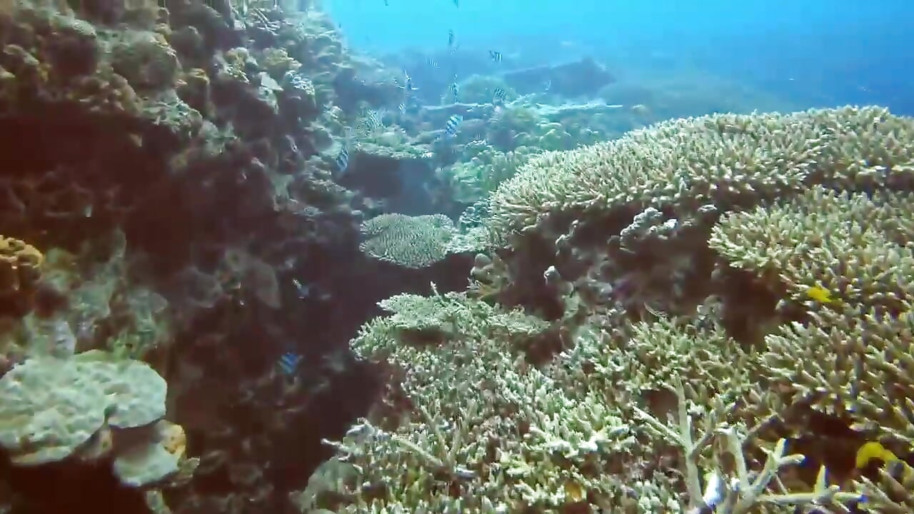 海 - video av sakura_love_ch cam model