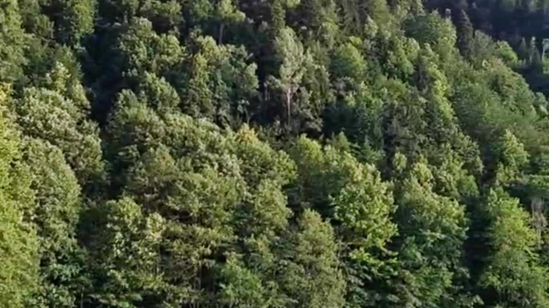 beautiful nature🌳 - 視頻由 SherrillOconor 主播提供