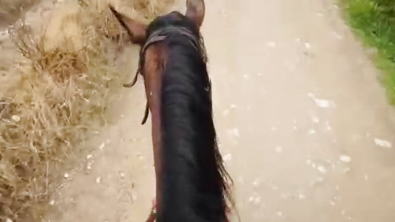 riding my beautiful horse - video oleh model kamera Caandace