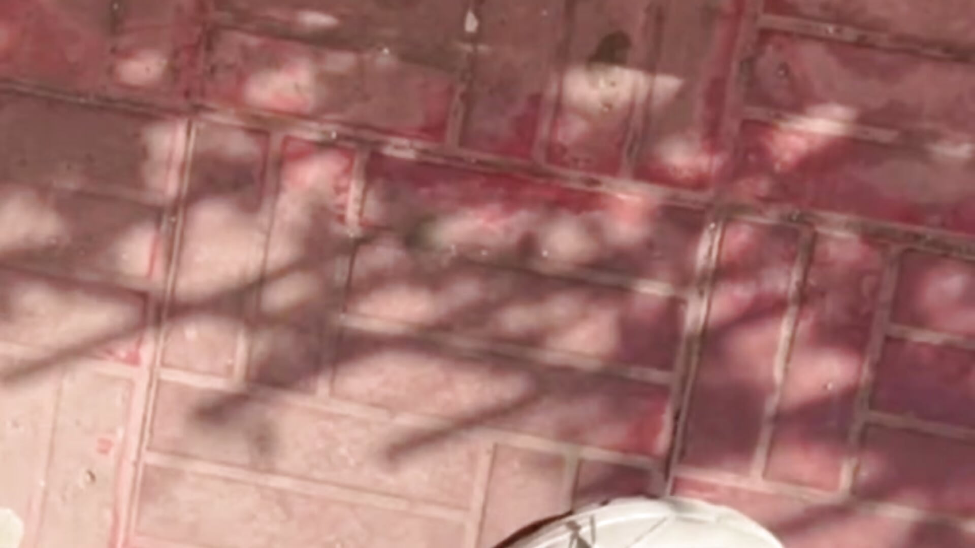 video_2026-04-23_12-00-10 - video by AliceSmite cam model