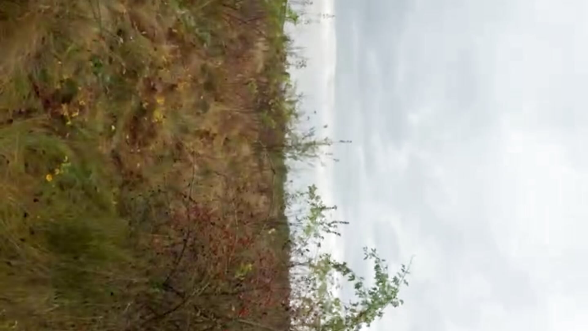 Foraging - video by HermioneMoon cam model