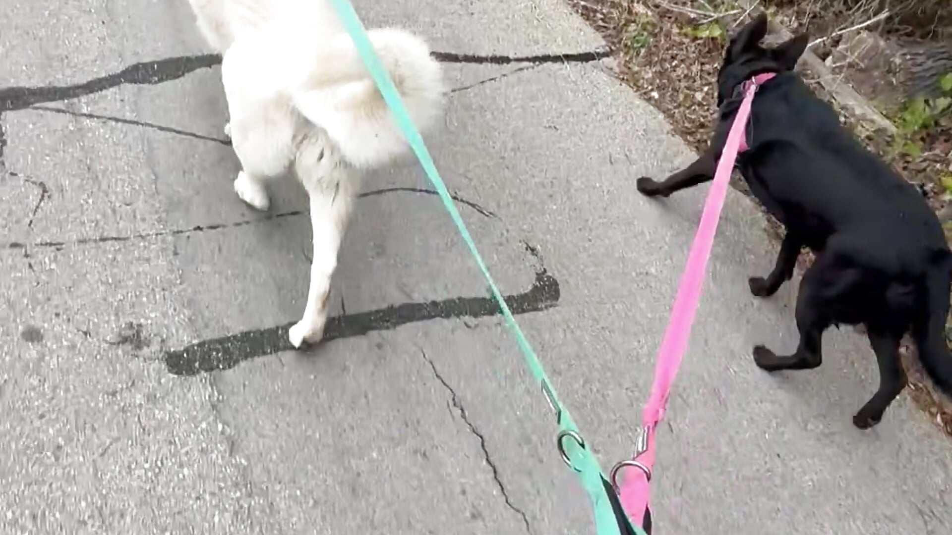 My pups! - video av Saigecoach1 cam model