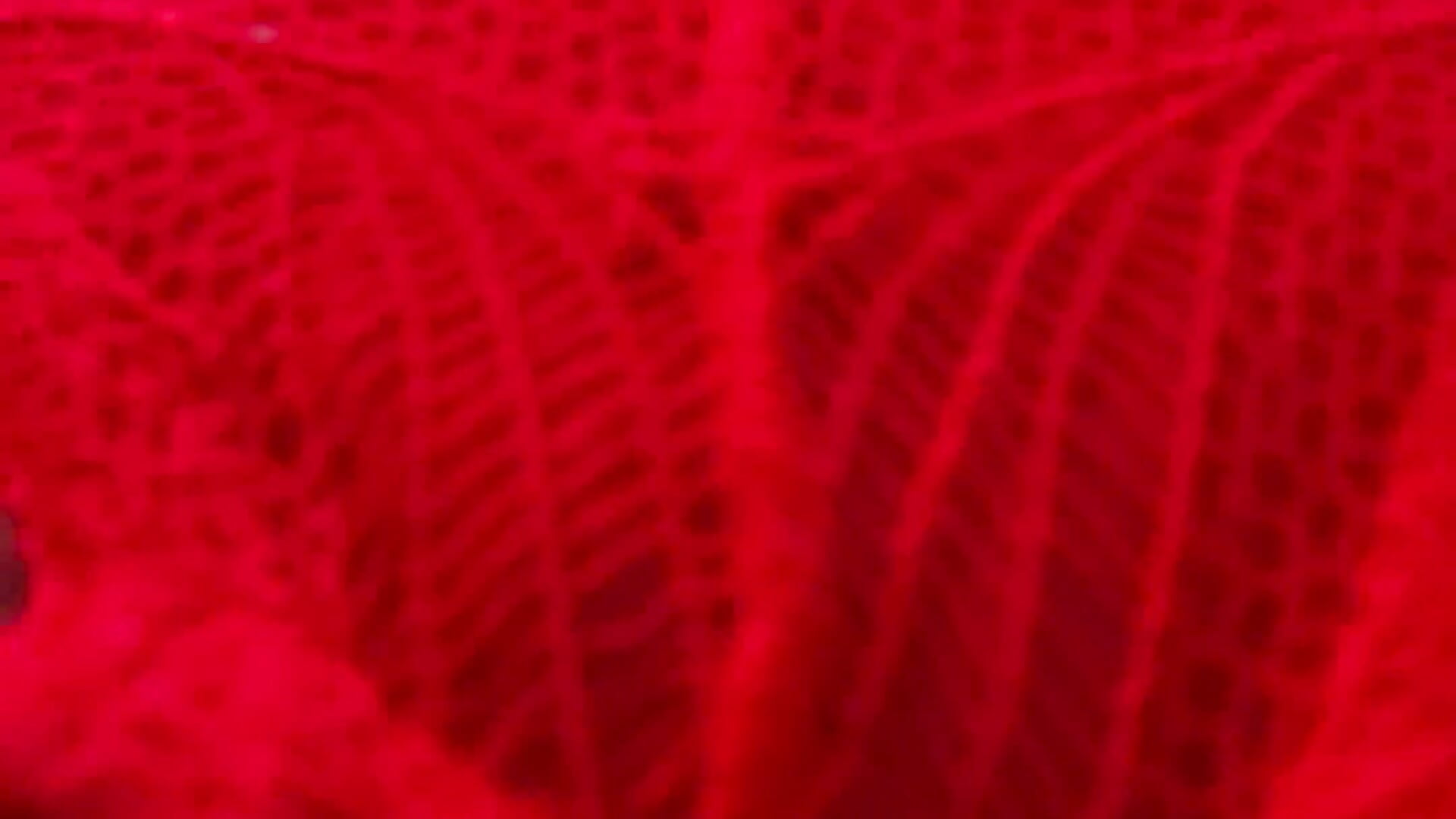 Lemme sit on your face real quick 😉 - video by WickedWifeXO cam model