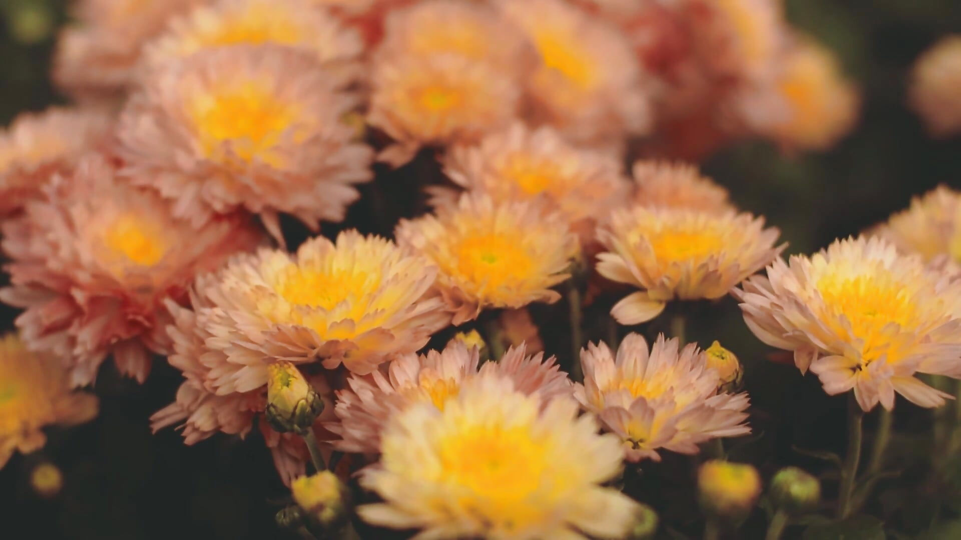 1689826-hd_1920_1080_24fps - video by Jixiang_1314 cam model