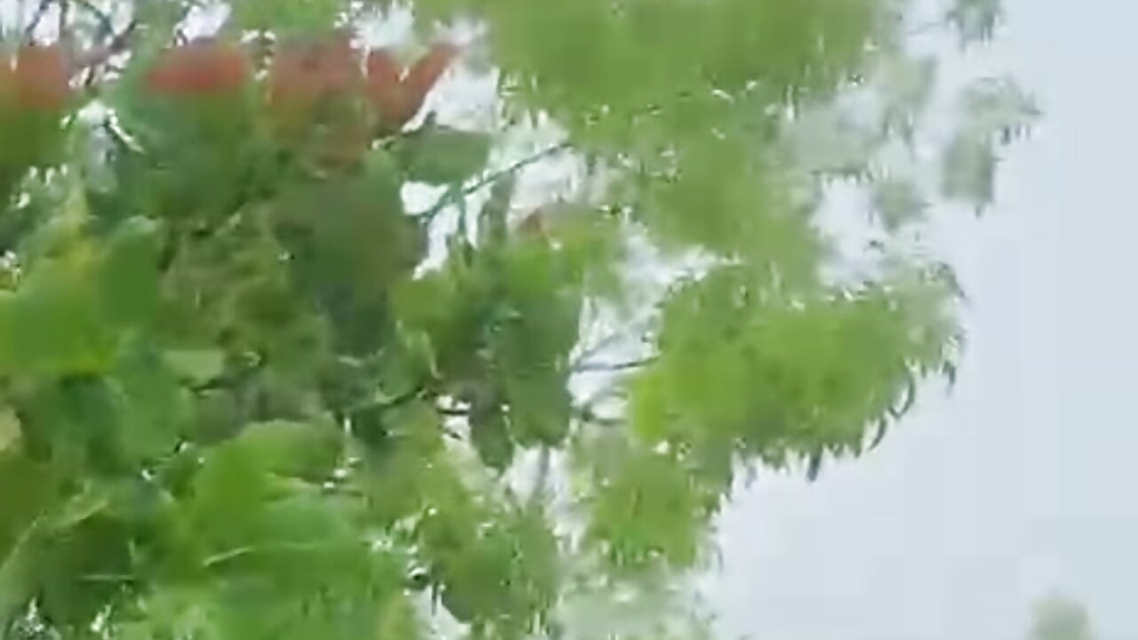 Enjoying nature 🐛🥀🍃 - video MrAdonis_ kameramallilta