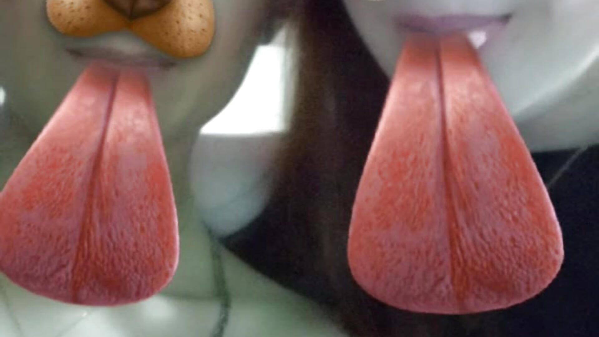 cf194c28-5c11-49ec-b64e-fdfaad27afb7-1_all_1179 - فيديو من camilo_prince موديل الكام