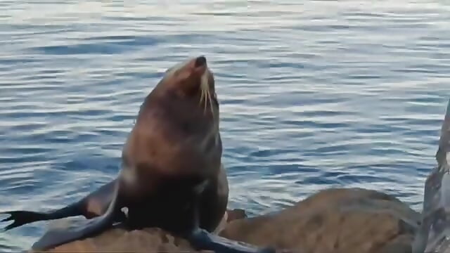 Barry - vídeo de Sith-Wookiee modelo de câmara