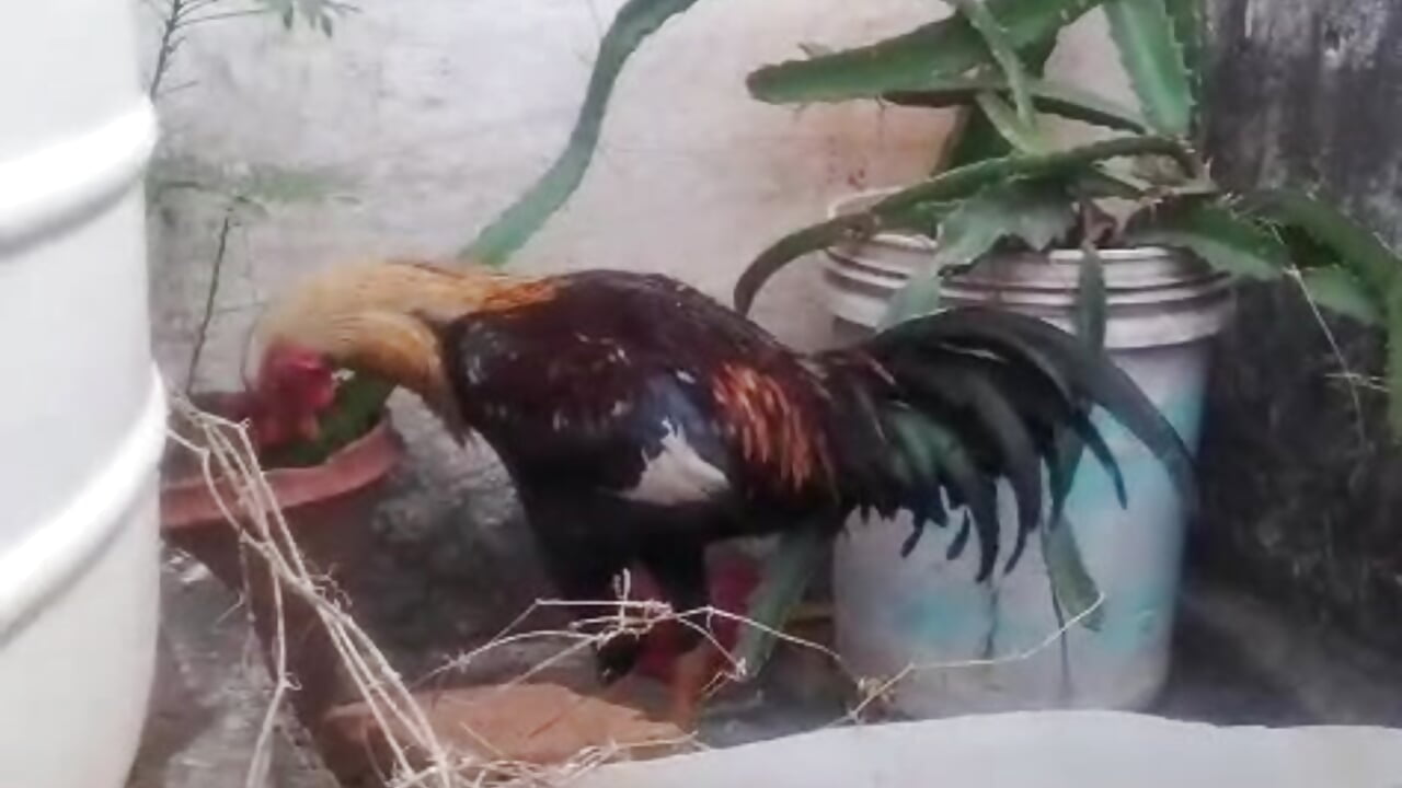 1000110309 - video by rajesh2426