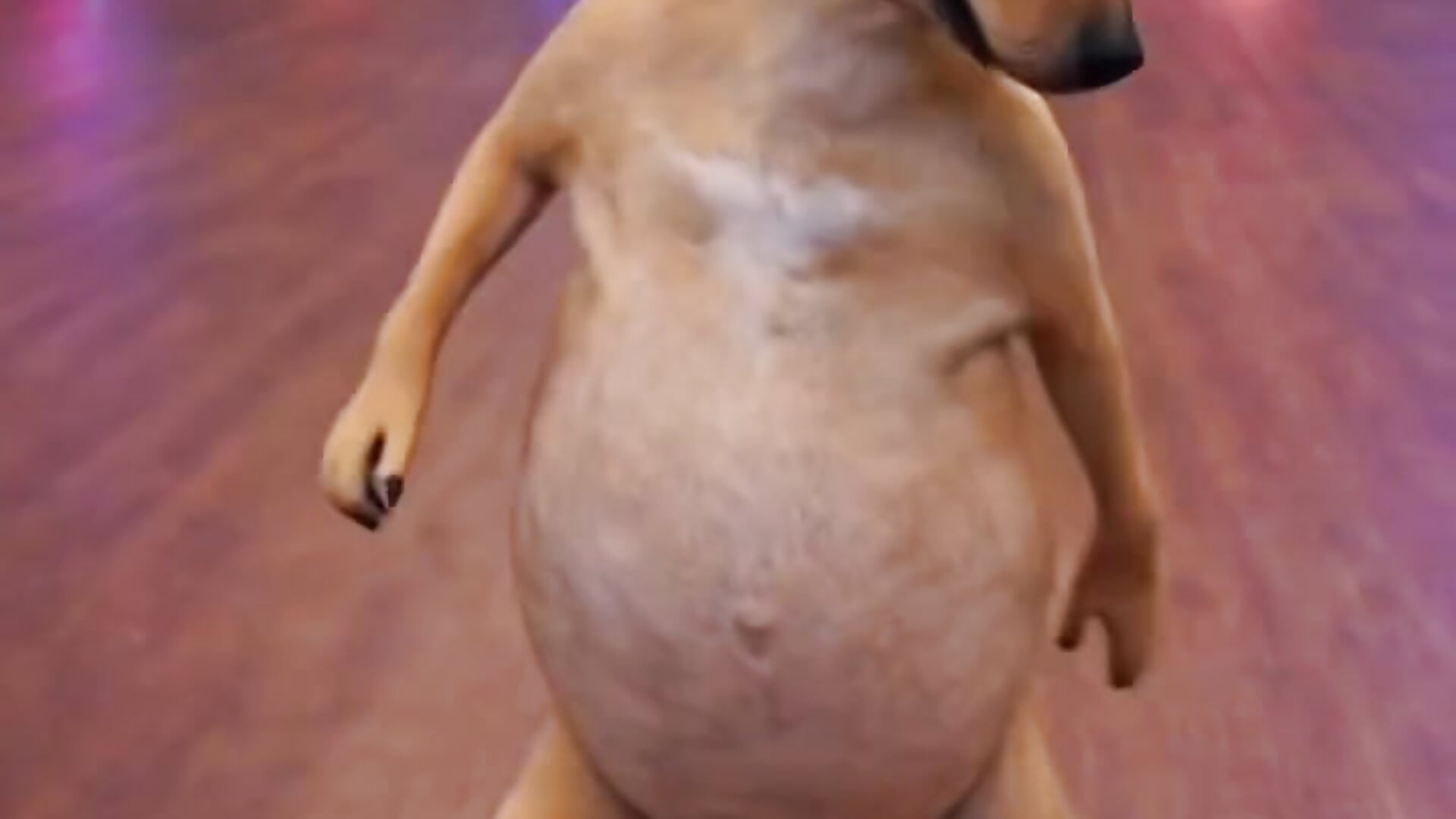 1000351426 - video van taradinhogostoso69 cam-model