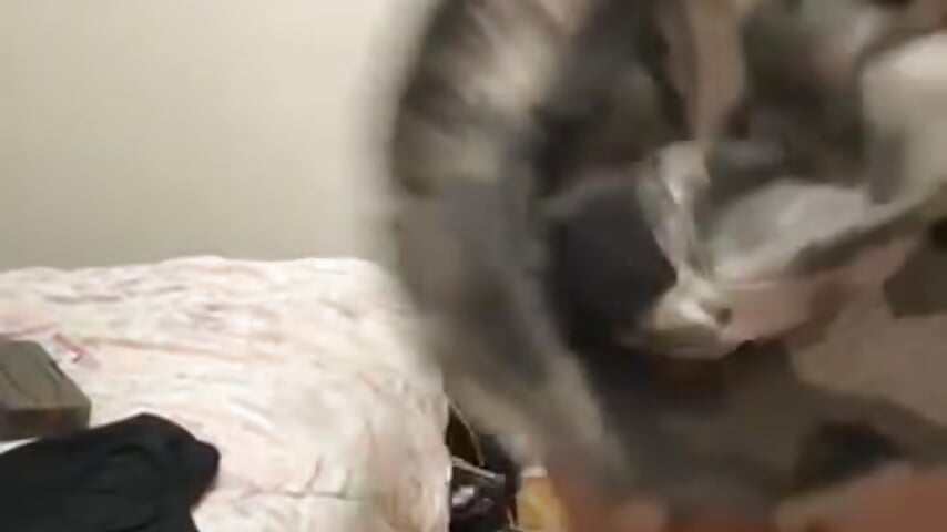 Pink gstring – video af Imsihard cam-model