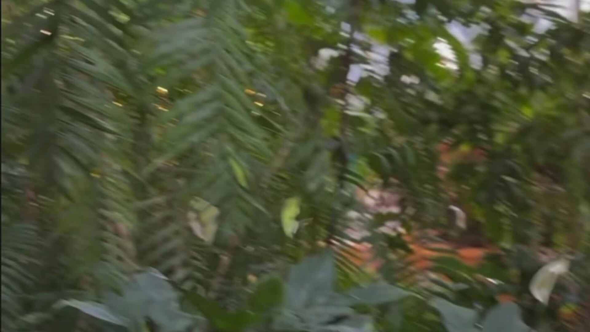 🥰🌱 — filmik Alana_Loveee, modela(-lki) na kamerkach