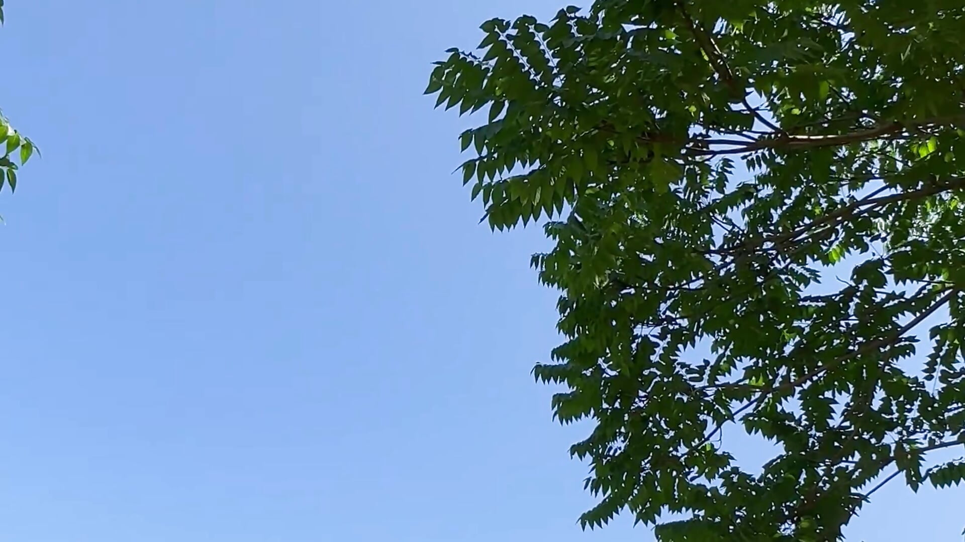 Nature is what inspires me so much😍🌿🌳 - video của người mẫu cam Alana_Loveee